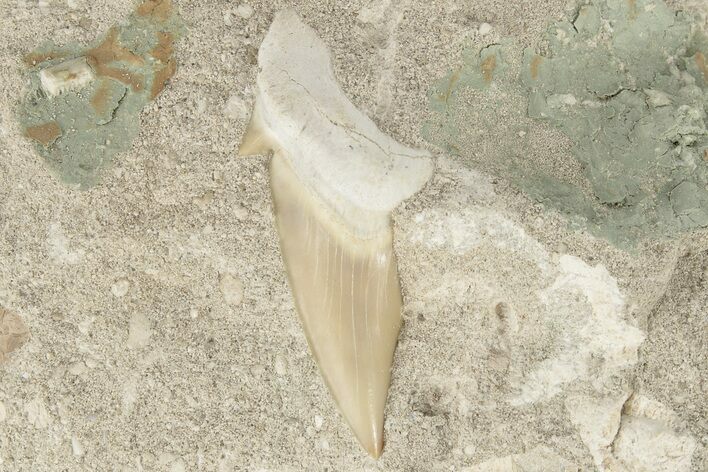 Otodus Shark Tooth Fossil in Rock - Eocene #201169